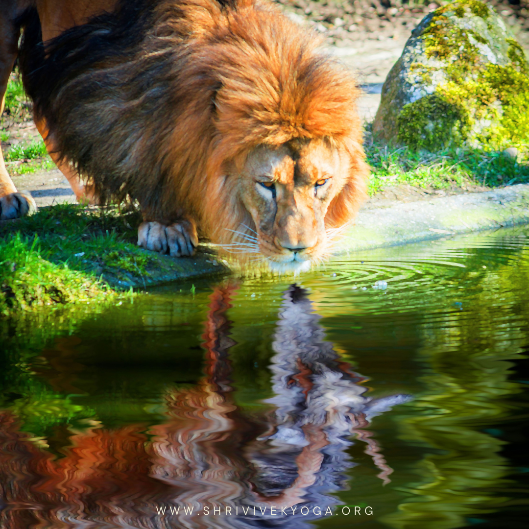 Conferencia gratuita: omo canalizar las expectativas